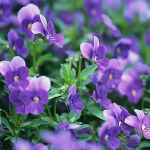 Meet your Posher, Viola